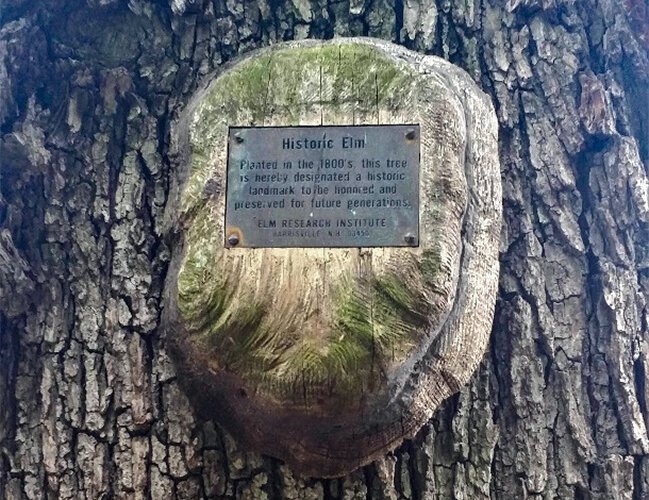 <span class="content-image-text">The plaque on the 153-year-old elm tree at 3651 Prospect Ave.</span>