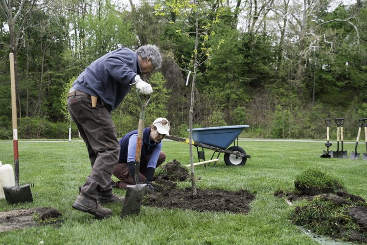 Jesse Owens oak tree planting in Rockefeller Park