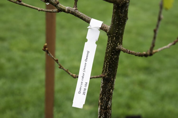 Jesse Owens oak tree planting in Rockefeller Park