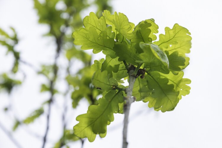 Jesse Owens oak tree planting in Rockefeller Park