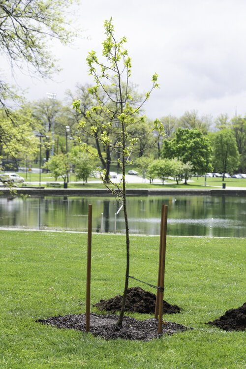 <span class="content-image-text">Jesse Owens oak tree planting in Rockefeller Park</span>