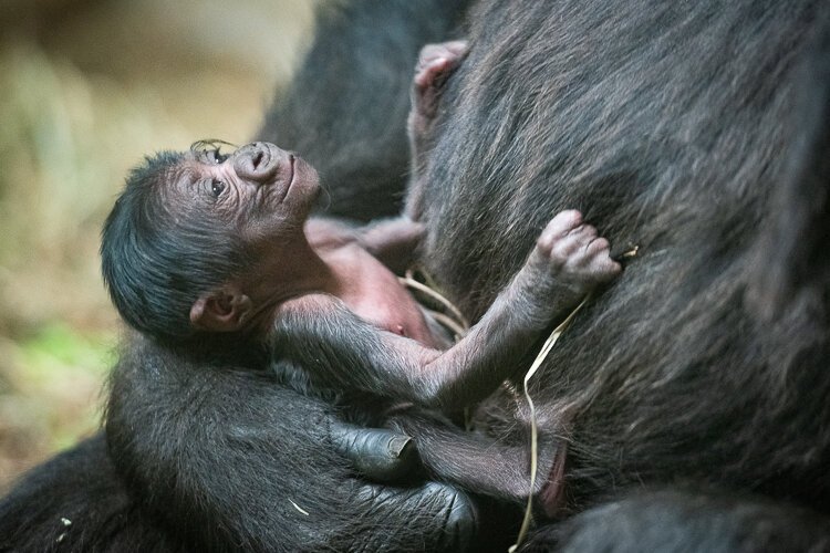 Weighing about three pounds at birth, newborn gorillas are in almost constant contact with their mother for the first six months and nurse for about three years.