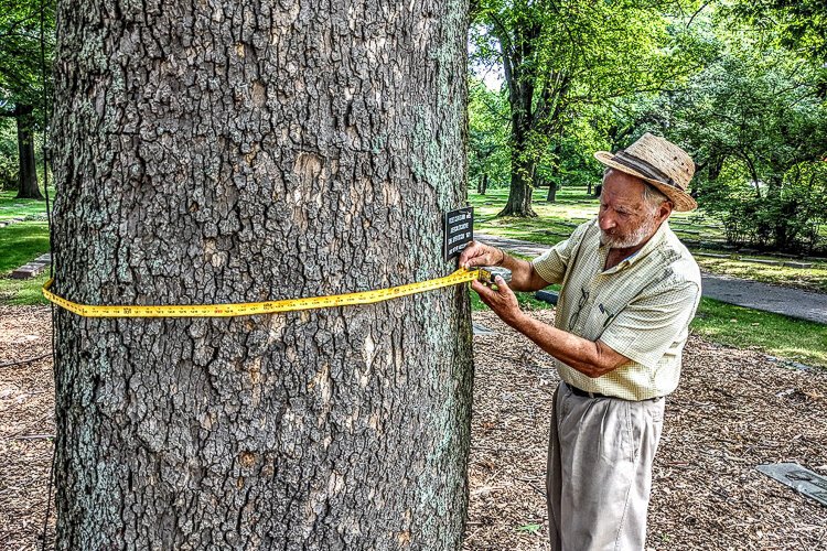 Roy Larick leads a group of volunteers surveying the region's Moses Cleaveland trees, including this giant at Lake View Cemetery.