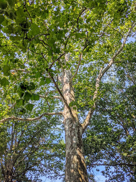 <span class="content-image-text">This Moses Cleaveland tree is an American Sycamore standing guard over Lake View Cemetery.</span>