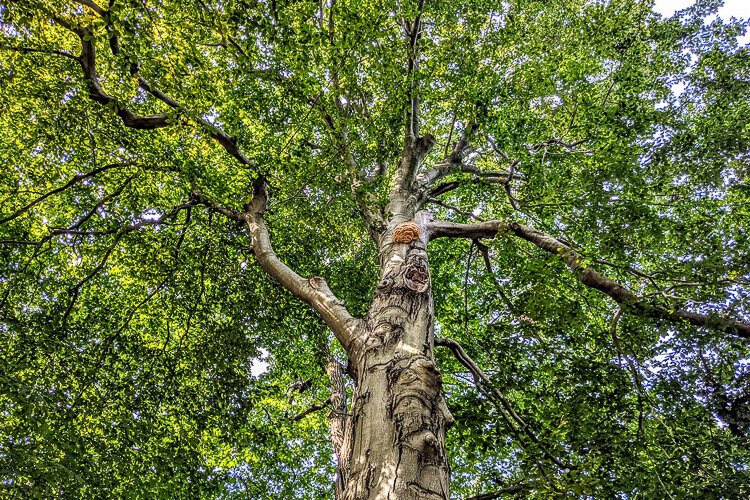 This Moses Cleaveland tree rises above Lake View Cemetery.