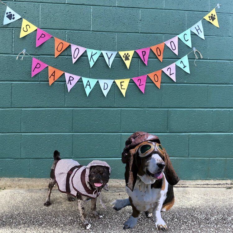 <span class="content-image-text">Dogs of all shapes and sizes dressed in their most festive Halloween costumes will strut their stuff along Madison Avenue.</span>