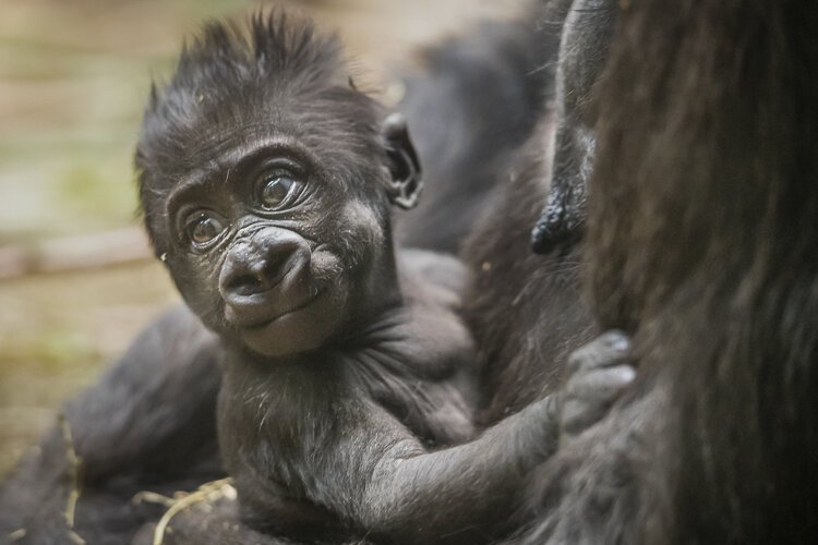 baby_gorilla-cleveland_metroparks_zoo_05.jpg