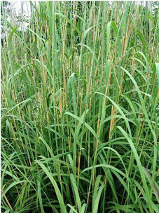 big blue stem grass