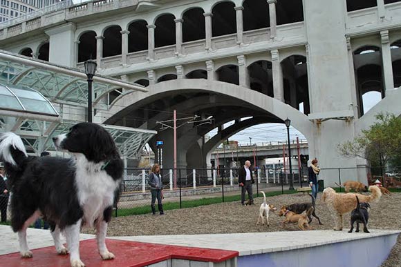 The Downtown Dog Park
