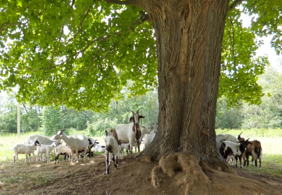 A herd of goats in the Cuyahoga Valley National Park