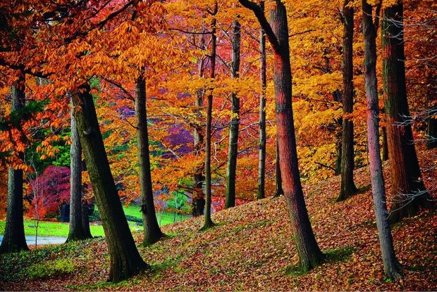 Daffodil Hill, Lakeview Cemetery